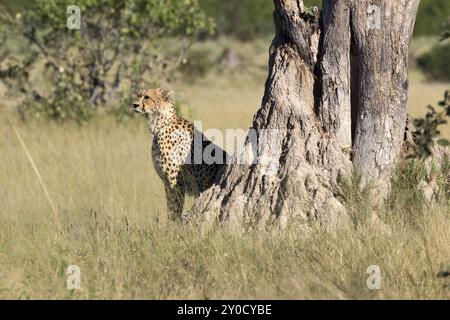 Guépard dans la réserve animalière de Moremi au Botswana Banque D'Images