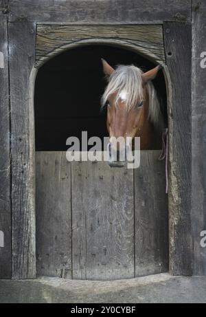 Cheval dans l’écurie Banque D'Images