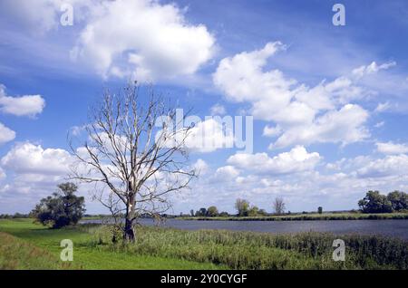 Tour à vélo dans la région de l'Oder, Brandebourg, Allemagne, Europe Banque D'Images