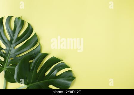 Plat avec deux feuilles de palmier vert Monstera sur fond vert clair. Concept de saison de plage, concept d'environnement écologique. Climat tropique, croissance de la plante d'origine Banque D'Images