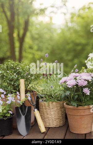 Différentes fleurs et herbes en pot, équipement de jardinage sur fond vert d'arbres de jardin. Concept de passe-temps avec pots de fleurs et plantes sur g ensoleillé Banque D'Images