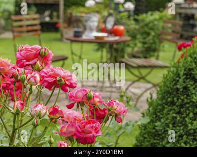 Jardin d'été avec meubles et fleurs de roses au premier plan, entouré d'herbe verte et d'autres plantes, borken, muensterland, allemagne Banque D'Images