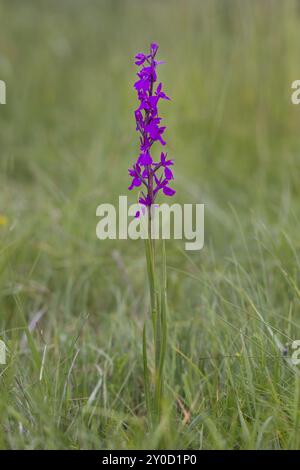 Orchidée de marais, Orchis palustris, orchidée de marais Banque D'Images