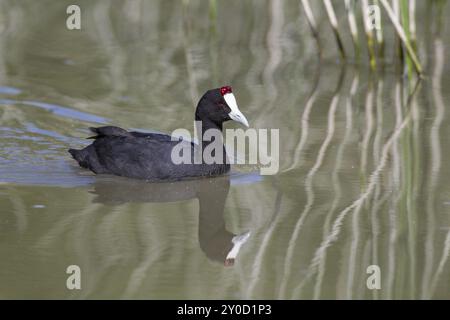 Kammblaesshuhn, Fulica cristata, Crested Coot Banque D'Images