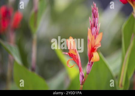 Den Helder, pays-Bas. Juin 2021. Gros plan d'une orchidée en bourgeon. Banque D'Images