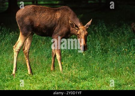 Orignal (Alces alces), une vache (femelle) dans la réserve de bisons dans la forêt de Bialowieza (Puszcza Białowieska) Natl Park, site du patrimoine mondial de l'UNESCO, Podlasie Pologne Banque D'Images