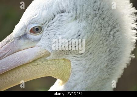 Pelican en portrait. Plumage blanc, grand bec, dans un grand oiseau marin. Photo d'animal Banque D'Images