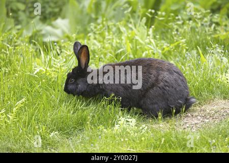 Un lapin noir mignon est dans l'herbe mangeant des feuilles à Post Falls, Idaho Banque D'Images