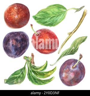 Prunes, branche avec feuilles ensemble aquarelle dessinée à la main. Collection de fruits sucrés et mûrs d'été 2024. Les fruits, le feuillage sont peints à l'aquarelle claire Banque D'Images