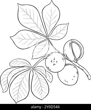 Illustration du contour de branche Mongongo avec écrous. Illustration de Vecteur