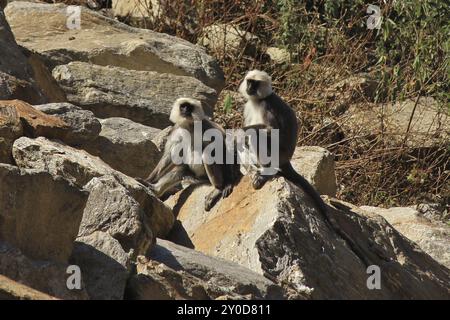 Singes langur gris assis sur un rocher, photographiés dans l'Himalaya Banque D'Images