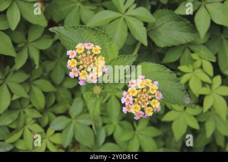 Lantana Camara, fleur sauvage colorée poussant au Népal Banque D'Images