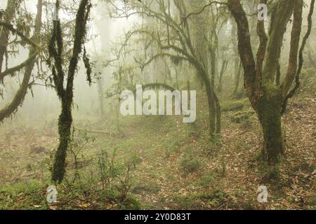 Ambiance mystique dans une forêt tropicale près de Ghandruk, Népal. Branches d'arbres couvertes de mousse verte. Jour de printemps brumeux Banque D'Images