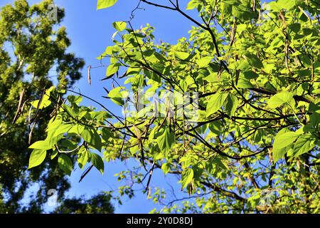 Catalpa bignonioides. Feuilles et fruits libre contre le ciel bleu Banque D'Images