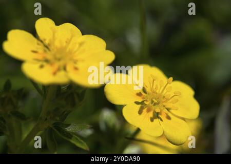 Mountain (Ranunculus montanus) Banque D'Images