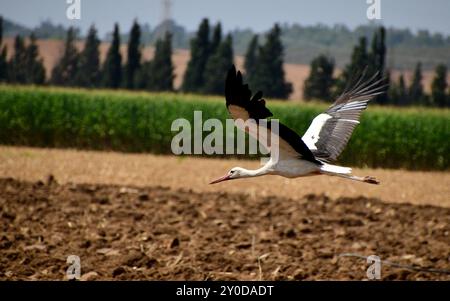 Cigogne volant au-dessus d'un champ labouré Banque D'Images