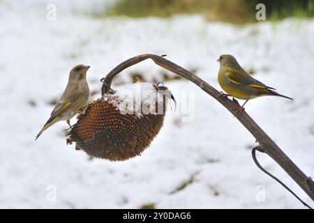 Greenfinch, paire, Chloris chloris, Greenfinch Banque D'Images