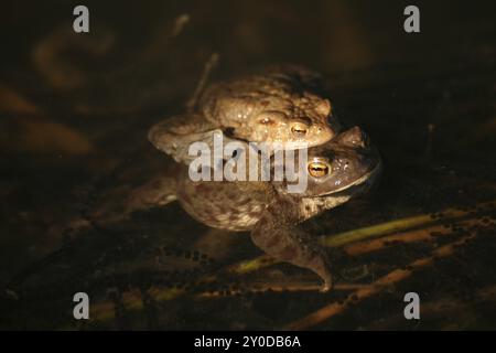 Eaux de frai avec grenouilles Banque D'Images