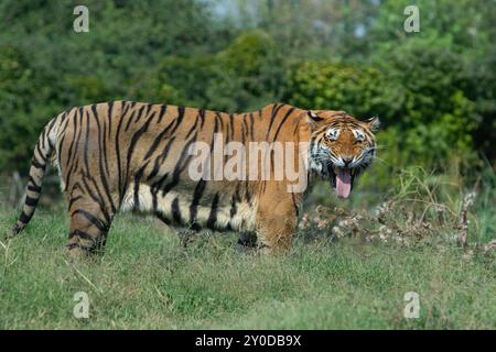 Tigre du Bengale marchant dans l'herbe et bâillant avec sa bouche grande ouverte Banque D'Images