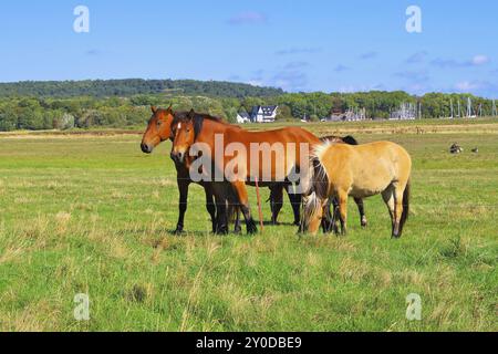 Cheval Haflinger sur le pâturage, cheval Haflinger sur les prairies verdoyantes Banque D'Images