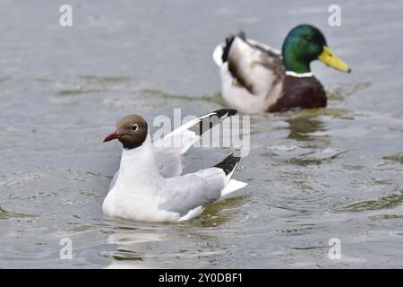 Mouette à tête noire en vol. Lachmoewe est Ammersee Banque D'Images