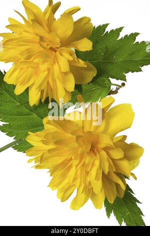 Fleurs de ranoncule (Kerria japonica) Banque D'Images