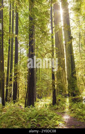 Jedediah Smith Redwoods State Park Crescent City Californie Banque D'Images