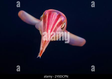 Le calmar volant purpleback ou calmar purpleback, Sthenoteuthis oualaniensis, est une espèce de céphalopode présente dans l'Indo-Pacifique. C'est considere Banque D'Images