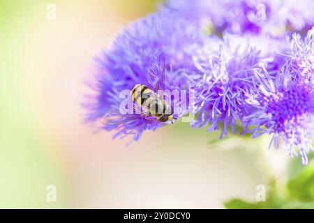 Abeille sur la fleur violette d'une fleur Banque D'Images