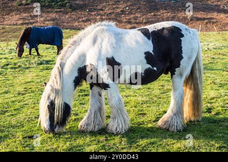 Magnifique pâturage de chevaux sur un champ verdoyant dans le village de Dunnet, en Écosse, au Royaume-Uni Banque D'Images