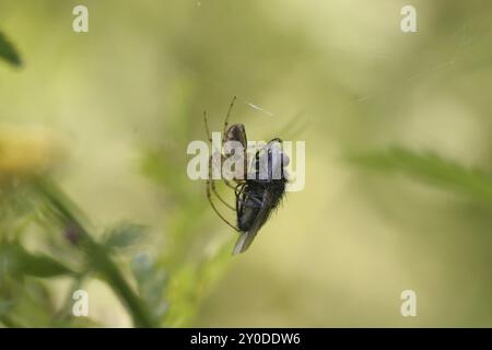 Araignée d'automne avec mouche capturée Banque D'Images