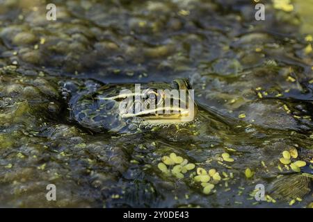 La grenouille léopard (Lithobates pipiensis) est un animal indigène de l'Amérique du Nord. C'est l'amphibien de l'État du Minnesota et du Vermont Banque D'Images