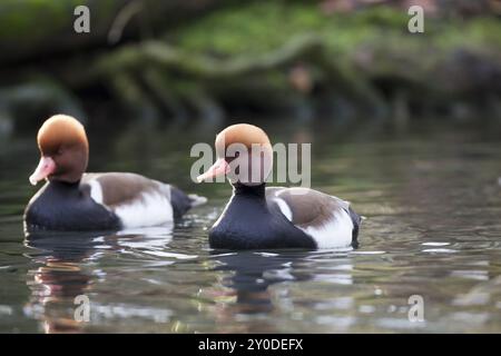 Kolbenente, Netta rufina, Pochard à crête rouge Banque D'Images