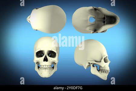 Vue du crâne humain sous différents angles Banque D'Images