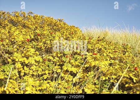 Sur la côte de Blavand Danemark. Les buissons de rose musquée brillent rouge jaune et vert dans les couleurs d'automne, paysage photographié Banque D'Images