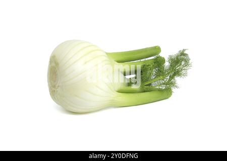 Bulbe de fenouil entier principalement jaune clair, avec des nuances contrastées de vert sur les tiges et les feuilles plumeuses isolées sur fond blanc Banque D'Images