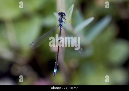 Photographie macro d'une demoiselle à queue bleue (Ischnura elegans) planante dans la nature avec fond vert, Wismar, Mecklembourg-Poméranie occidentale, Allemagne, Euro Banque D'Images