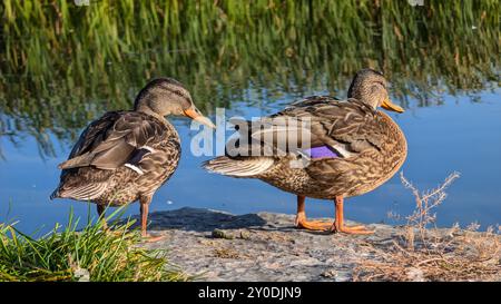 Canards debout sur la jetée près de la rivière Corrib, Galway, Irlande, animaux, et la faune, arrière-plan de la nature Banque D'Images