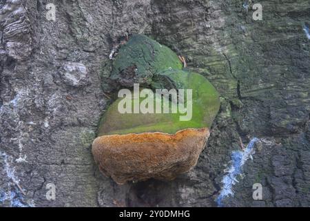 Champignons en décomposition du bois Fomitiporia robusta (Phellinus hartigii) causant la pourriture blanche sur un arbre infecté. Banque D'Images