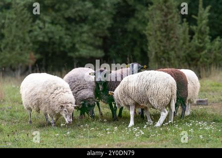 Troupeau de moutons sur une prairie boisée le soir. Moutons debout dans un champ. Gardien de paysage. Réserve de biosphère de l'archipel estonien occidental. Noir Banque D'Images