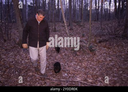 Élever des ours noirs dans le New Hampshire. Banque D'Images
