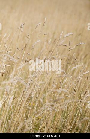 herbe séchée au soleil dans la prairie de fin d'été, norfolk, angleterre Banque D'Images