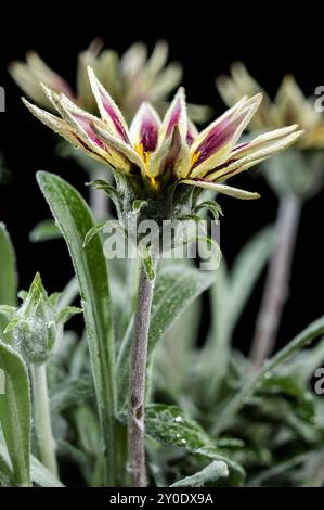 Gazania blanc fleuri sur un fond noir Banque D'Images