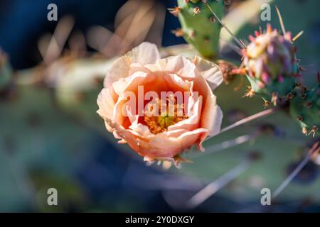 Un cactus en fleurs dans le parc national de Saguaro, Arizona Banque D'Images