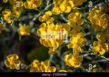 Un cactus en fleurs dans le parc national de Saguaro, Arizona Banque D'Images