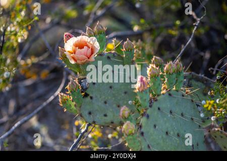 Un cactus en fleurs dans le parc national de Saguaro, Arizona Banque D'Images