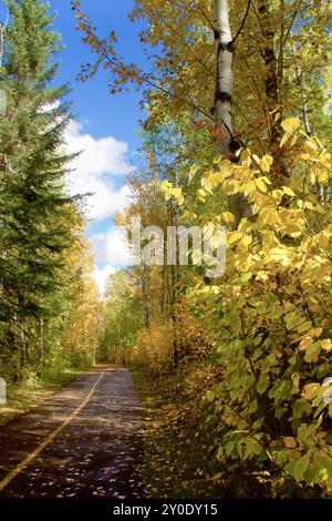 Un sentier d'automne pittoresque bordé de feuilles jaunes vibrantes et d'arbres luxuriants Banque D'Images