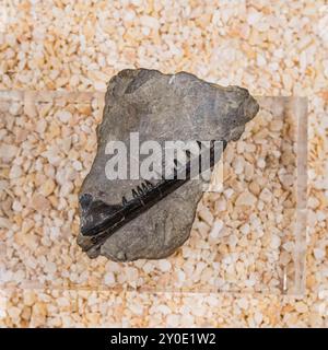 Furo sp. sp. , Mandibule, Centre d'interprétation paléontologique de la Rioja, Igea, la Rioja, Espagne, Europe Banque D'Images