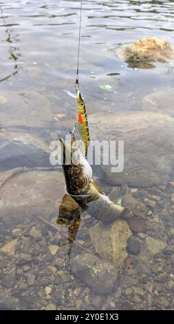 Brochet pêché sur leurre et canne à pêche dans la rivière Corrib à Galway, Irlande, pêche, pêche à la ligne, filature, sport, prise et relâchement, animaux et lif sauvage Banque D'Images