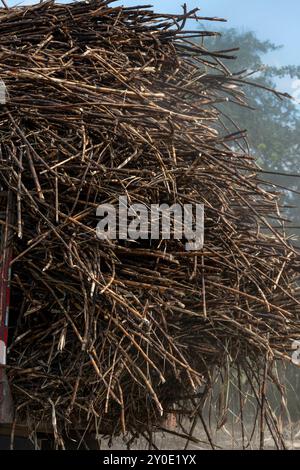 Culture de la canne à sucre où d'énormes surfaces sont cultivées et après la récolte viendra le sucre, l'alcool et l'éthanol, Chiriqui, Panama - photo stock Banque D'Images